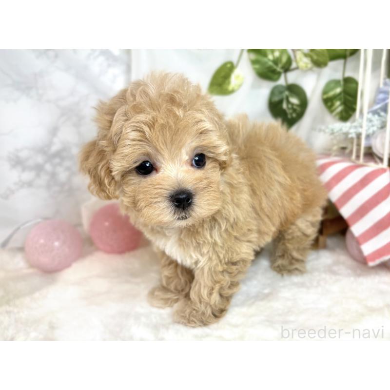 成約済の滋賀県のマルプー:マルチーズ×トイプードル-408982の2枚目